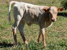 LONGMIRE VANILLA HEIFER